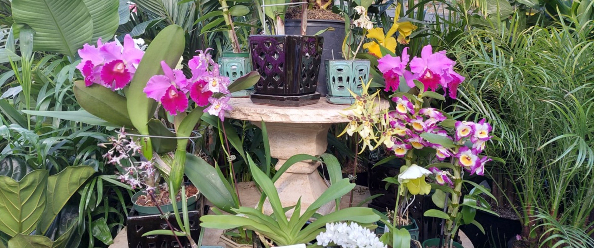 Common Pests and Diseases Found in Orchid Gardening