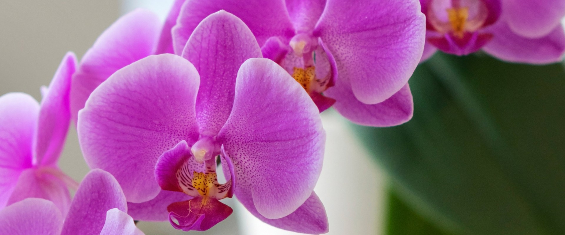 Blooming Success: The Vital Role Of Pest Treatment Services For Orchid Gardening In Las Vegas