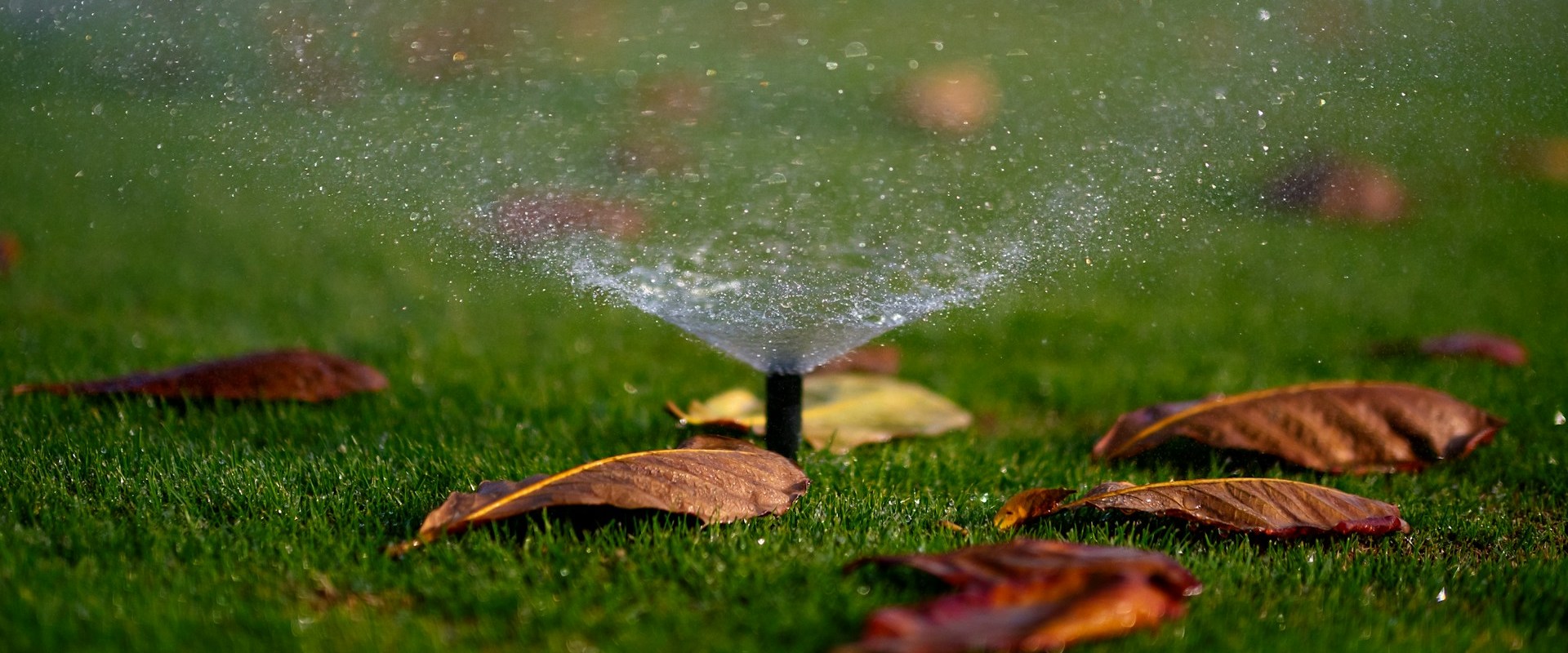 Winterizing Your Orchid Garden: How To Protect Your Plants With Sprinkler Winterization Services In Northern Virginia