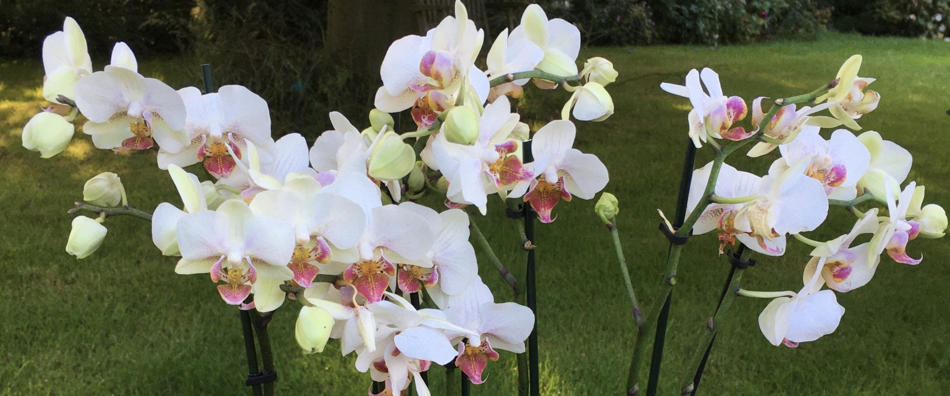 Selecting Orchids: A Guide to Local Nurseries and Garden Centers
