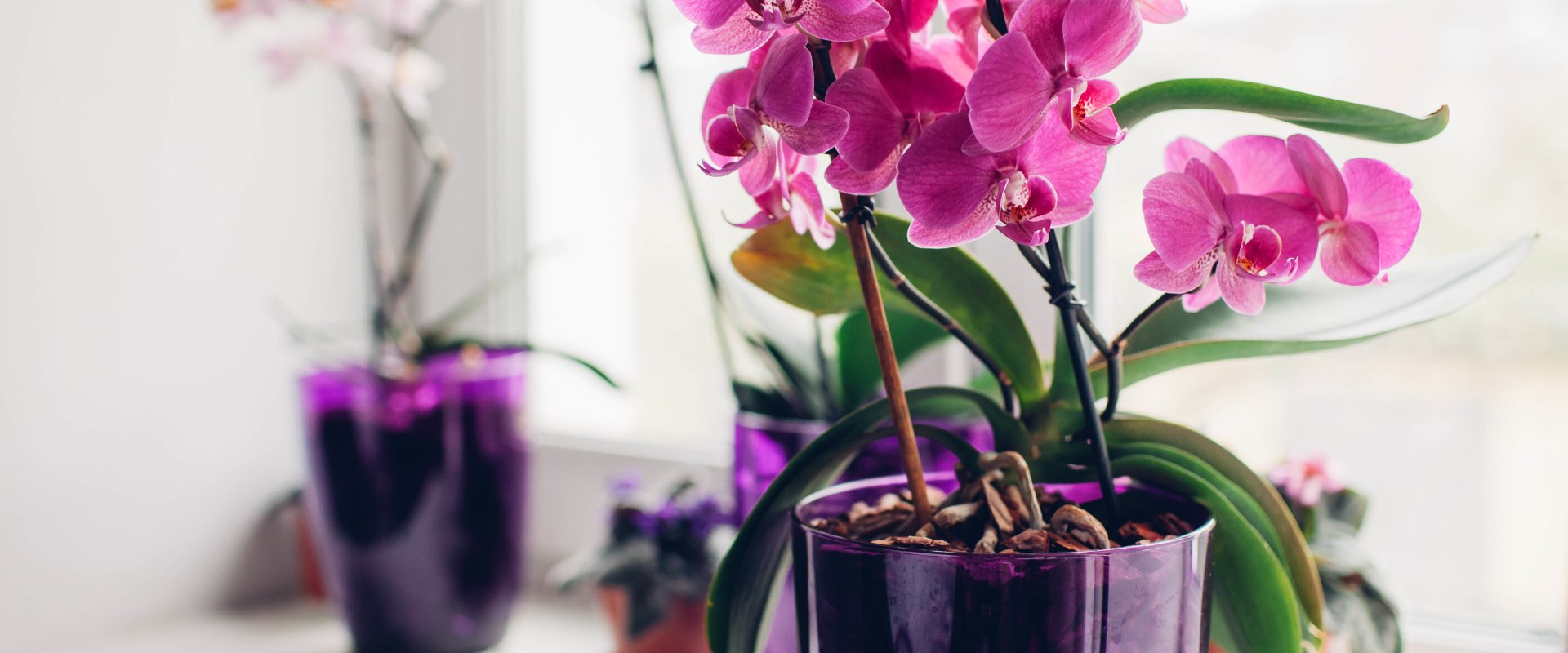 Common Mistakes to Avoid When Growing Orchids