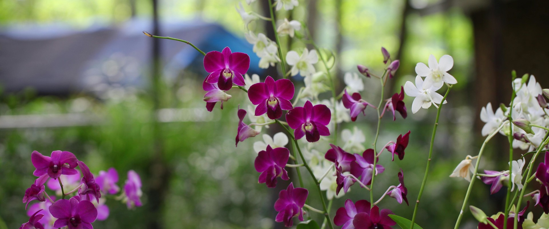 From Trees To Orchids: Arborist Services And Orchid Gardening In Jefferson County, Kentucky