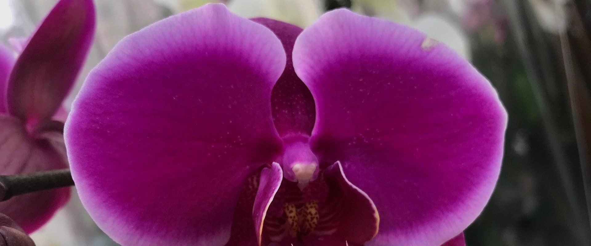 How Much Sunlight Do Orchids Need?