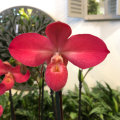 Orchid Gardening Tips from an Expert