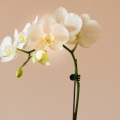 How to Care for Your Orchids During the Winter