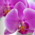 Blooming Success: The Vital Role Of Pest Treatment Services For Orchid Gardening In Las Vegas