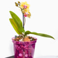 The Best Fertilizers for Your Orchids