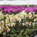 The Importance of Humidity for Orchid Gardening