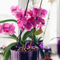 Common Mistakes to Avoid When Growing Orchids