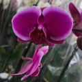 How Much Sunlight Do Orchids Need?