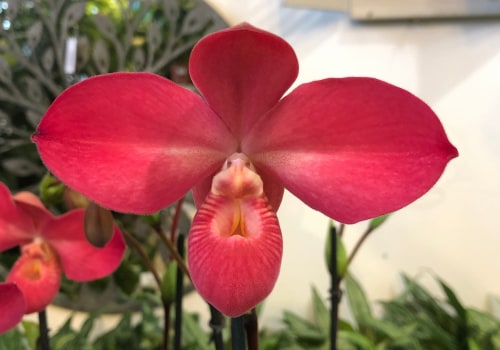 Orchid Gardening Tips from an Expert