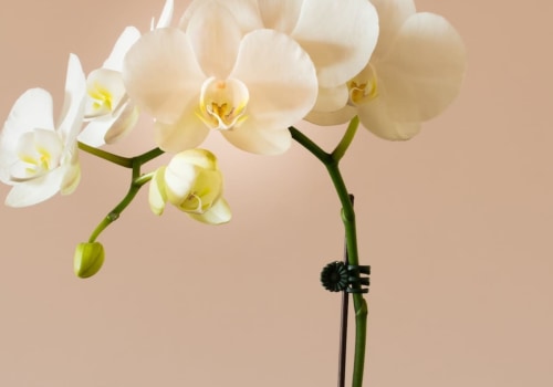 How to Care for Your Orchids During the Winter