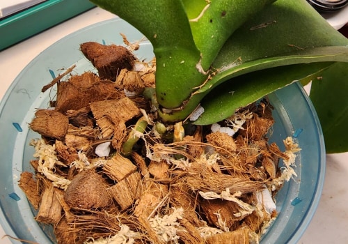 The Best Soil for Growing Orchids