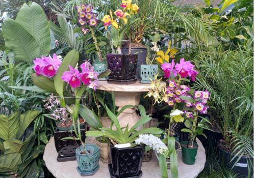 Common Pests and Diseases Found in Orchid Gardening