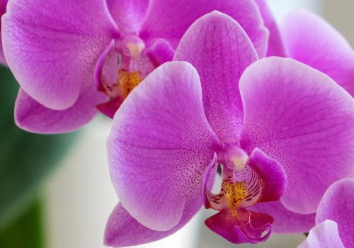 Blooming Success: The Vital Role Of Pest Treatment Services For Orchid Gardening In Las Vegas