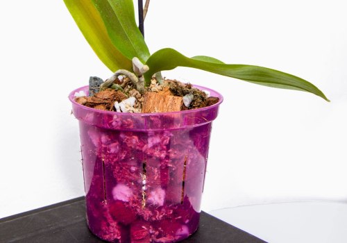 The Best Fertilizers for Your Orchids