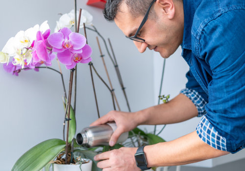 How to Properly Water Your Orchids