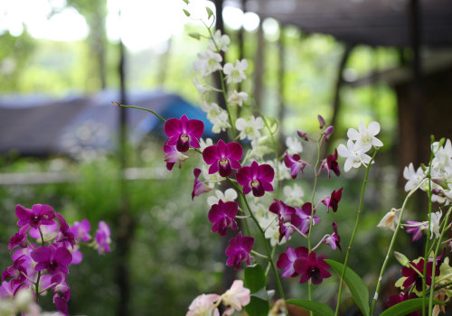 From Trees To Orchids: Arborist Services And Orchid Gardening In Jefferson County, Kentucky