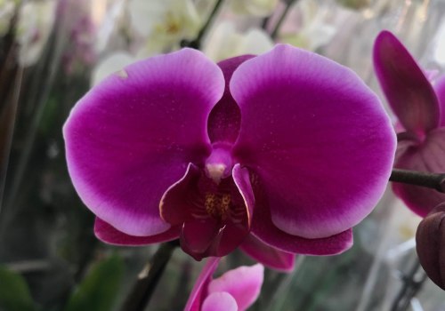 How Much Sunlight Do Orchids Need?